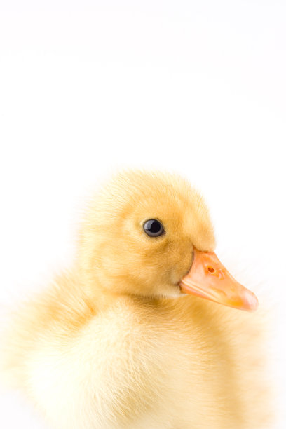 小鸭子侧视图图片下载