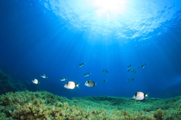 鱼的学校图片下载