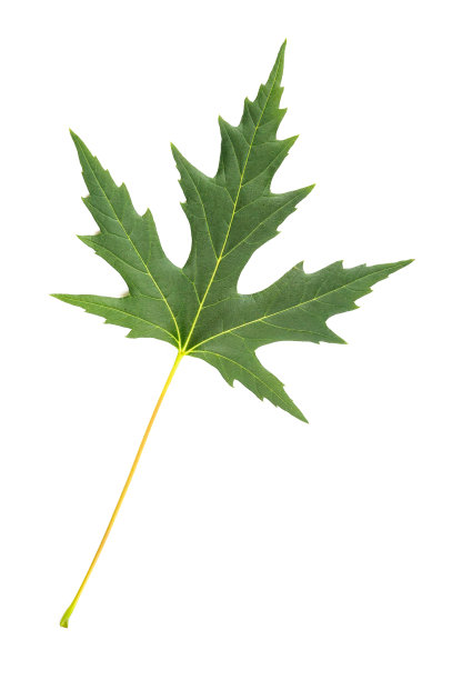 枫树叶图片下载