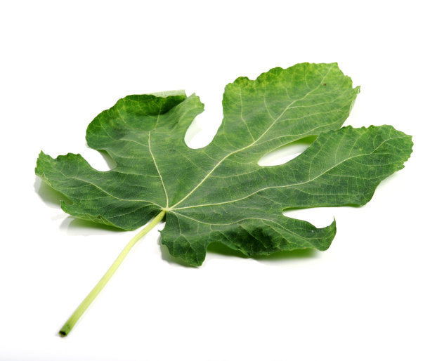 遮羞布图片下载