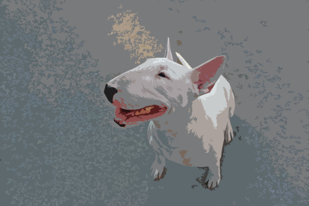 图为英国斗牛梗图片下载