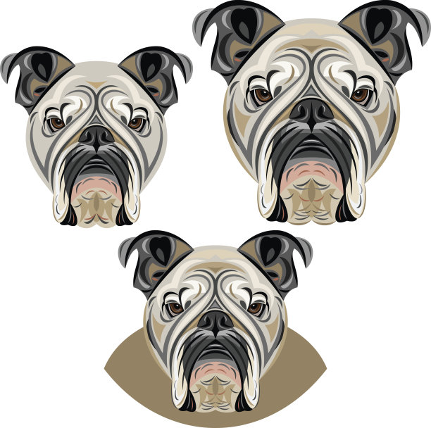 斗牛犬图片下载