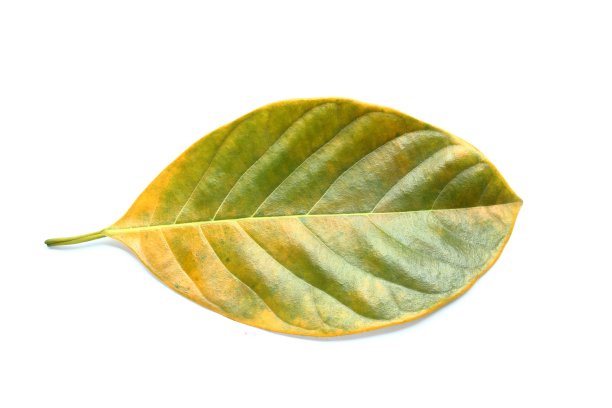 白色背景上的叶子图片下载