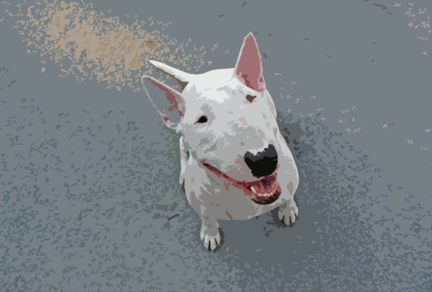 英国斗牛犬照片图片下载