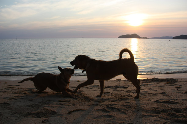 日落时分，热带海滩上的狗狗们在嬉戏图片下载