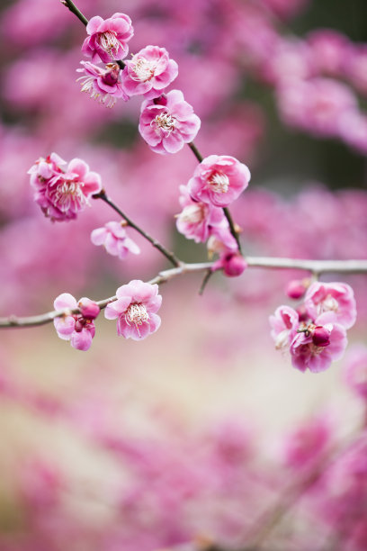 梅花素材图片