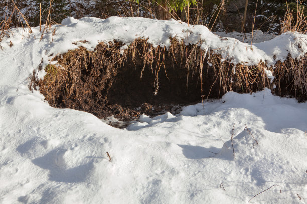 冬天熊窝图片下载