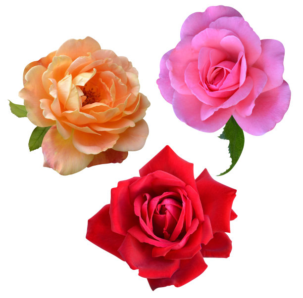 玫瑰花朵孤立图片下载