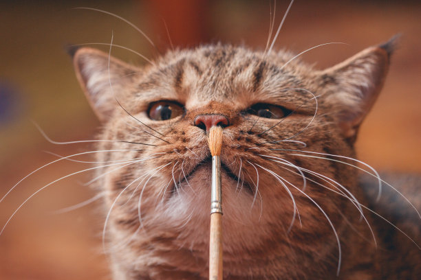 猫在玩画笔图片下载