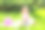 阳光明媚的草地上快乐的小女孩图片下载