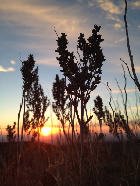 夕阳穿过鼠尾草灌木丛在秋天。图片下载