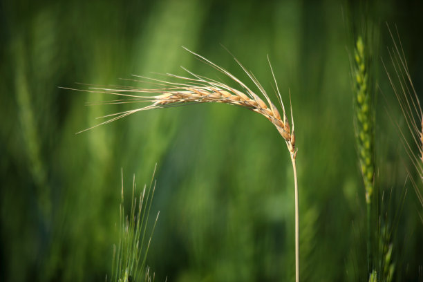 小麦作物图片下载