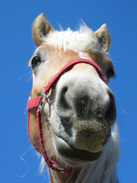有趣的马脸图片下载