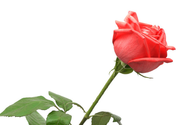 红玫瑰图片下载