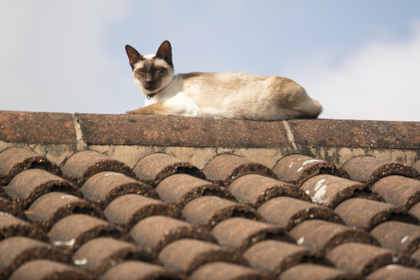 屋顶上的猫图片下载