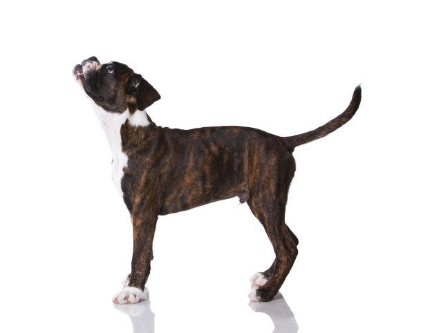 演播室里的拳击犬图片下载