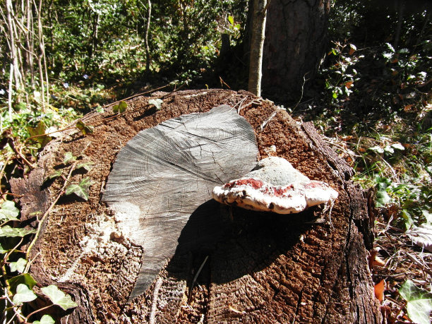 树和蘑菇图片下载