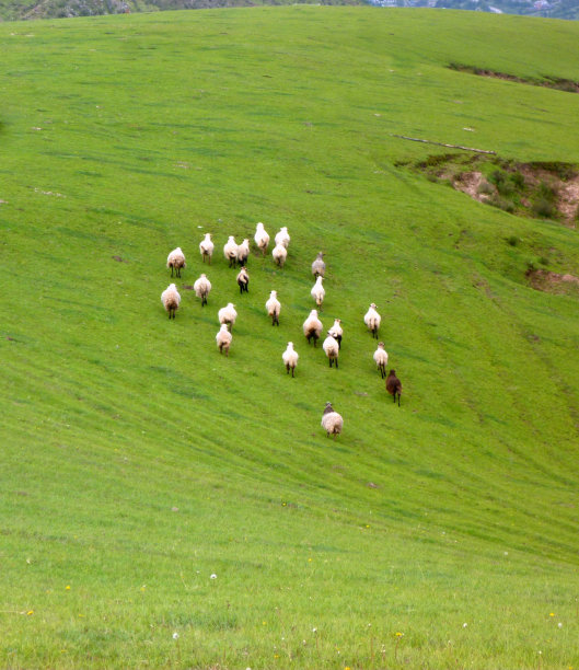 reba ?或跑图片下载