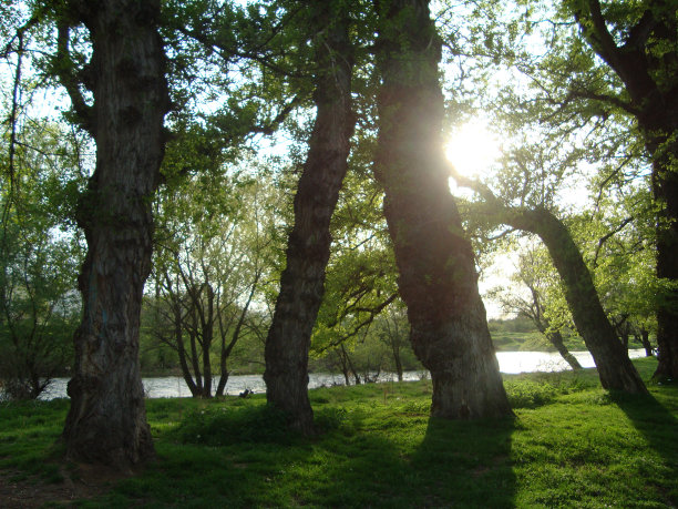 阳光给绿色的自然景观带来了温暖图片下载