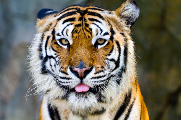 老虎。图片下载