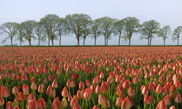 郁金香和树木图片下载