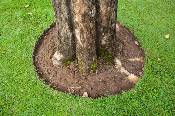 根的树图片下载