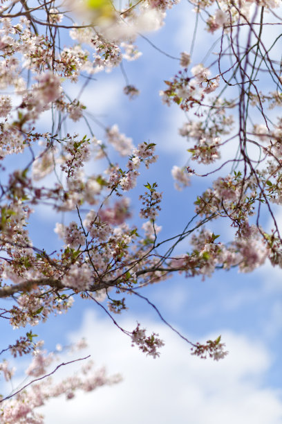 樱花图片素材ID：160409296