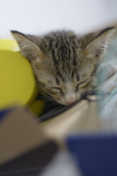 睡觉的猫图片下载