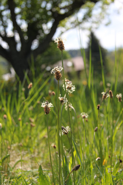 车前草的花图片下载
