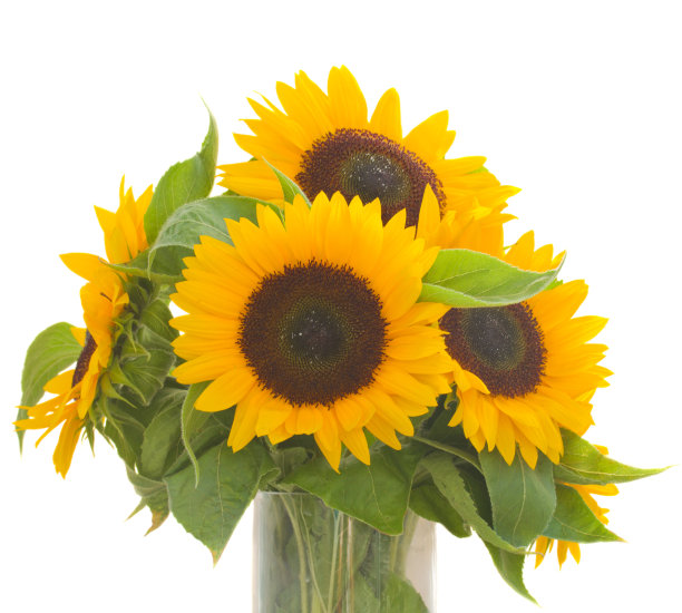 花瓶里的向日葵花束图片下载