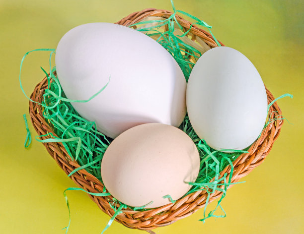 收集蛋，大白鹅蛋，绿鸭蛋图片下载