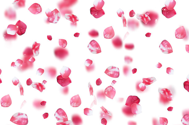 飞行的花瓣。春天的概念。图片下载