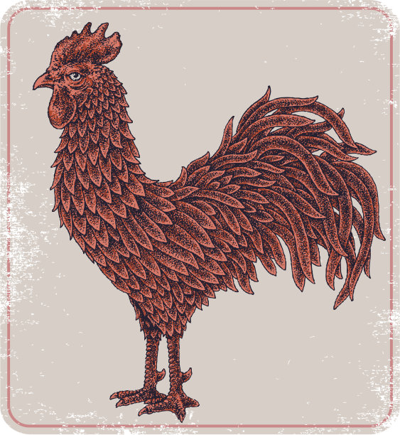 红色的公鸡。图片下载