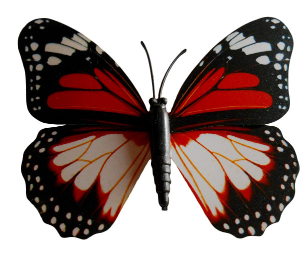 蝴蝶孤立在白色背景上图片下载