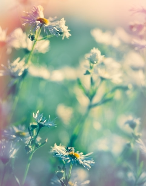 春天的草地雏菊图片下载