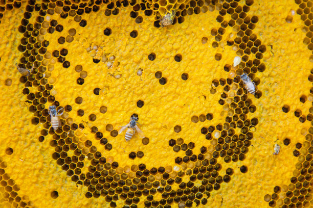蜂窝的心图片下载