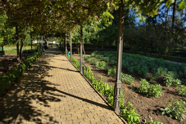 通过葡萄藤隧道图片下载