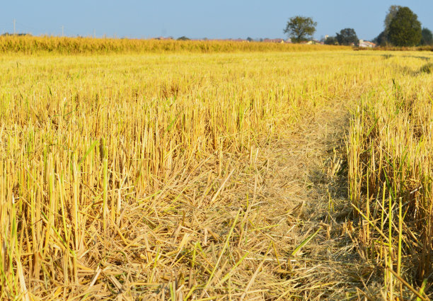 黄色的农村图片下载