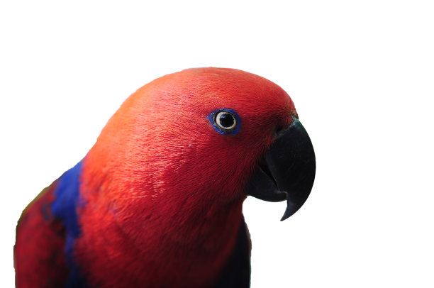 鹦鹉特写(鹦鹉torquata)在孤立的白色背图片下载