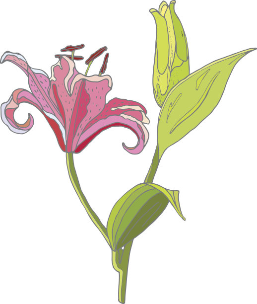 向量百合花。在白色背景上孤立的物体。图片下载