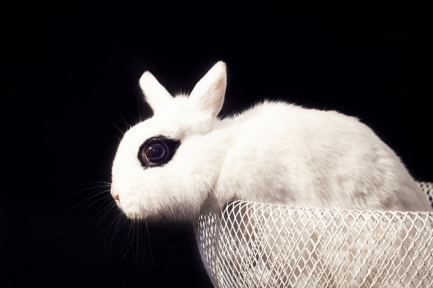 白碗里的兔子画像图片下载