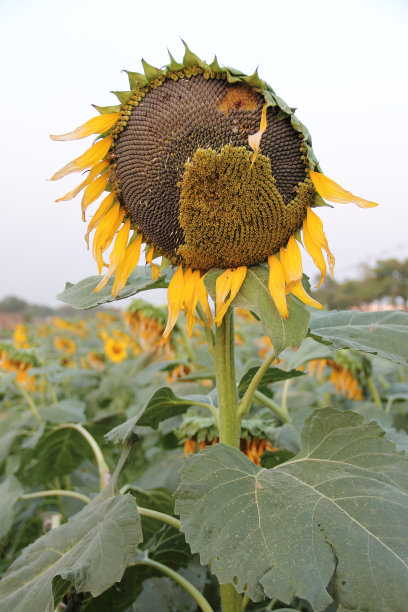 成熟的向日葵和种子的生命周期结束图片下载