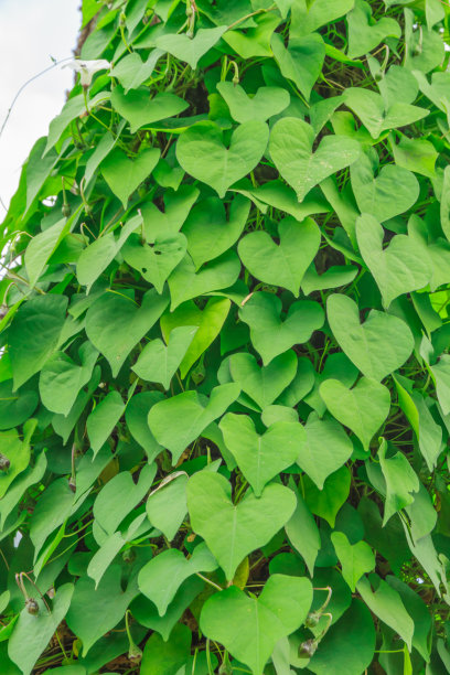 森林在公园里。图片下载