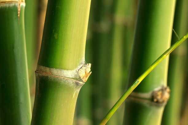 竹子照片素材ID：160446844