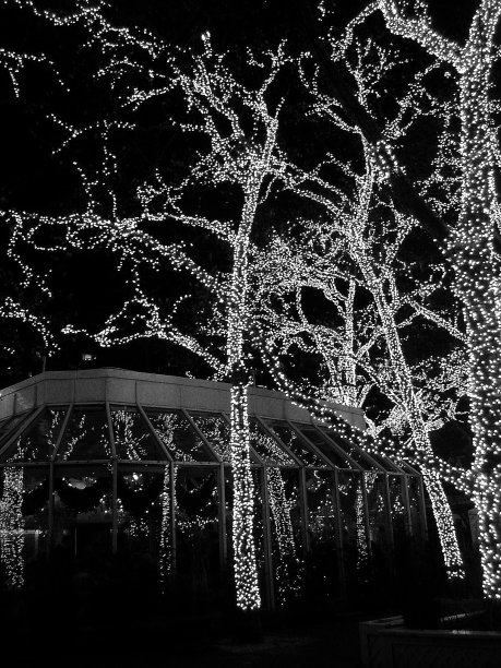 光之树?re图片下载