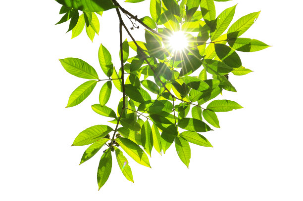 白色背景上的绿叶图片下载