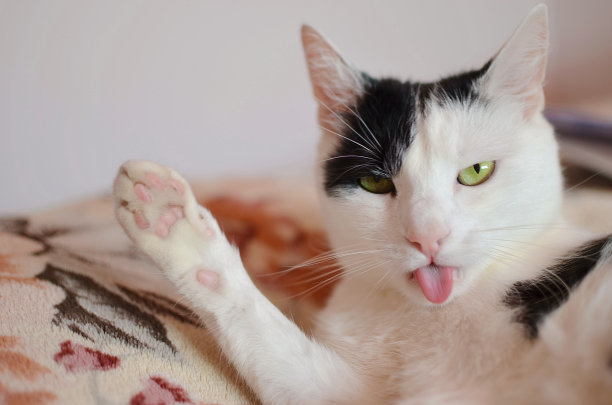 黑白猫图片下载