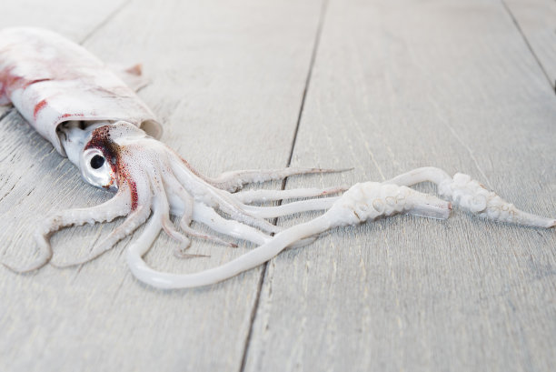 新鲜的鱿鱼放在木桌上图片下载