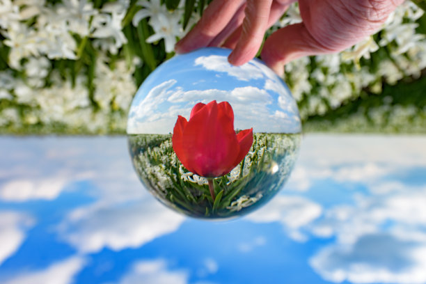 透过水晶球看到的荷兰红郁金香。图片下载