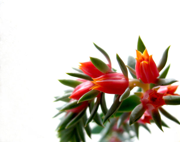 红色的花图片下载